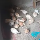 دجاج بلدي 4 اشهر