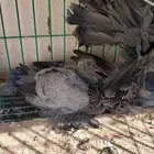 زوج رقاص منتج