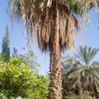 واشنطن للبيع