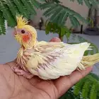 فروخ كروان غر البينو لتينو