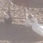 بط بكيني للبيع ذكر و انثتين على السوم البيع جمله