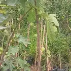 مشتل افندينا ازرعه الشتلت ونخيل وتزين الحديق