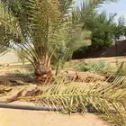 تنضيف وتكريب انخيل