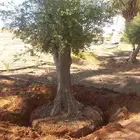 اشجار زيتون معمر