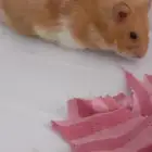 هامتسر سوري للبيع لعوب و هادي وكيوت مع القفص كبير
