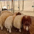 يوجد لدينا ذبايح بانواعها يوجد لدينا خدمه توصيل