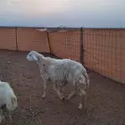 خروف جذع مشروط