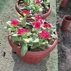 بدأموسم الغرس بيع شتلات جميع الأشجار زينه وظل وثمر