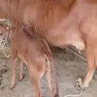 بقرة بلدية خلفة
