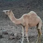 بكره وضحى مهجنه