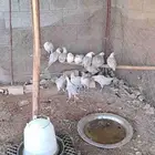 دجاج فيومي المنيو جمدالنادر