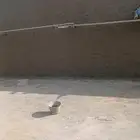 مليس مليس عازل حراري