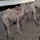 السلام عليكم حشو بريات فل شحم ولحم وبكره حقه العلف برسيم