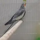 ذكر كروان منتج