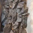 العود الأزرق