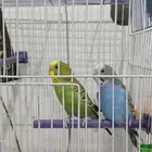 جوز سليم 100