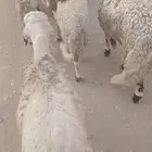 سواكن تربيه