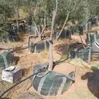 يوجد لدينا نخل فسايل ووشنطني ويوجد أشجار زيتون
