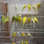 اجوز طيور حب او باجي