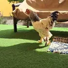 دجاج براهما بياض جمله