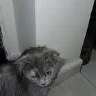 قطه شيرازيه أنثى عمرها 10شهور كل اغراضها معها