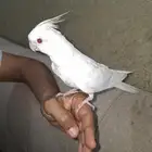 طير كروان وليف