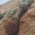 فسايل ونخيل بجميع أنواعها