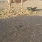 البيع البعير الاشعل الكفو ساسه علا بعير نواف الخريص