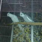 زوج كروان للبيع