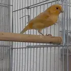 انثى كناري سوري (تم البيع)