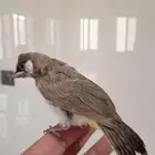 بلبول نهاية غر