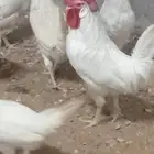 دجاج ابو طربوش