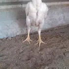 ديوك كوشامو ابيض