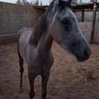 مهر شعبي