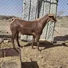 تيس كفو على الشرط توة رباع