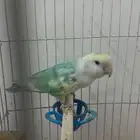 انثى روز منتج (تم البيع)