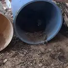 دجاج بلدي جمله