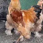 دجاج براهما الاماني بف