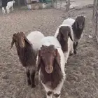 طليان نعيم