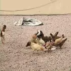 9 دجاج بياض بصحة ممتازة و3 ديك