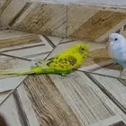 زوج بغباء البادجي