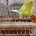 أنثى كناري سوري منتجة (تم البيع)