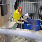 جوز روز مكينة انتاج