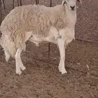 طلي فحل صنف الصنف