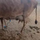 بقرة بلدية خلفة