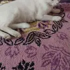 سلام عليكم