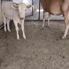 بقرتين المانيات خلفات