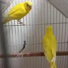 جوز عصافير حب