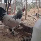 دجاج براهما جمله