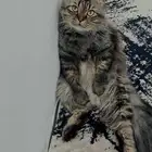 قط لي بيع نوعه سكوتش